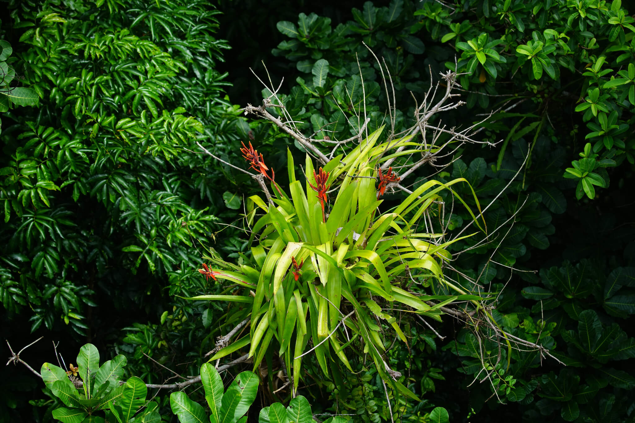 Aechmea tillandsioides